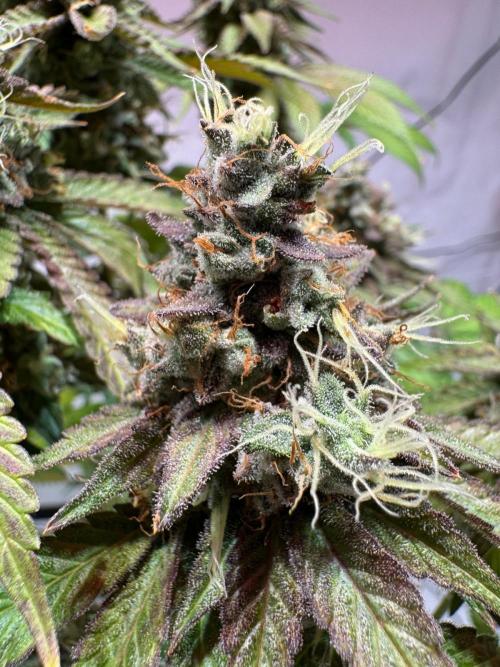 blue zushi,sensi amnesia,blue gelato 41. Week 15