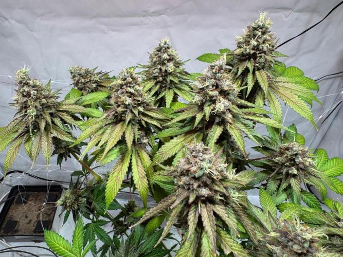 blue zushi,sensi amnesia,blue gelato 41. Week 15