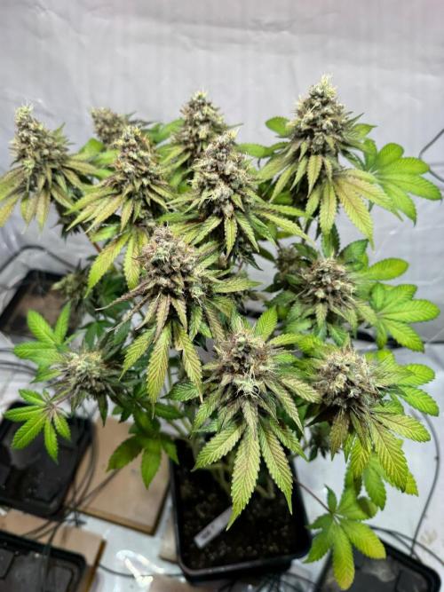 blue zushi,sensi amnesia,blue gelato 41. Week 15