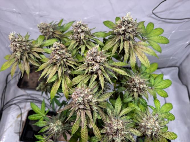 blue zushi,sensi amnesia,blue gelato 41. Week 15