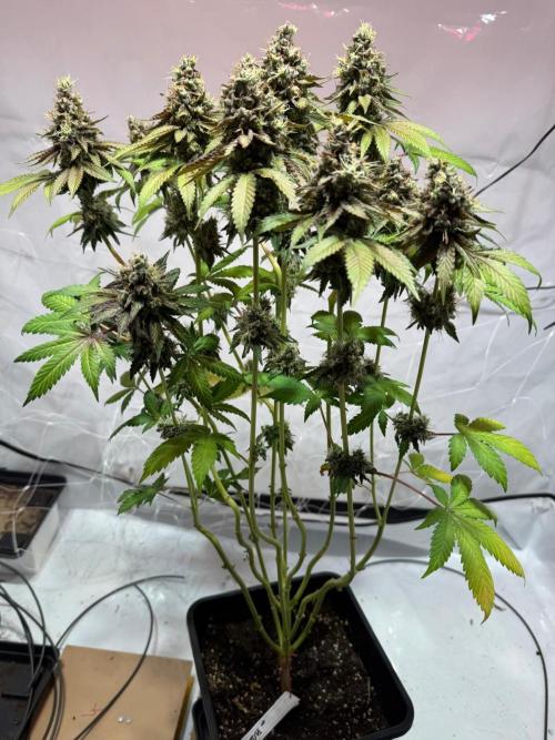 blue zushi,sensi amnesia,blue gelato 41. Week 15