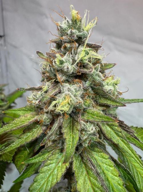 blue zushi,sensi amnesia,blue gelato 41. Week 15