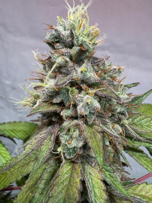 blue zushi,sensi amnesia,blue gelato 41. Week 15