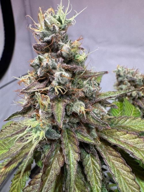 blue zushi,sensi amnesia,blue gelato 41. Week 15