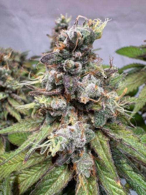blue zushi,sensi amnesia,blue gelato 41. Week 15