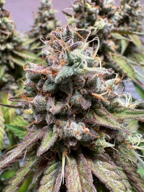 blue zushi,sensi amnesia,blue gelato 41. Week 15