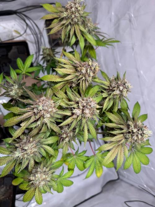 blue zushi,sensi amnesia,blue gelato 41. Week 15