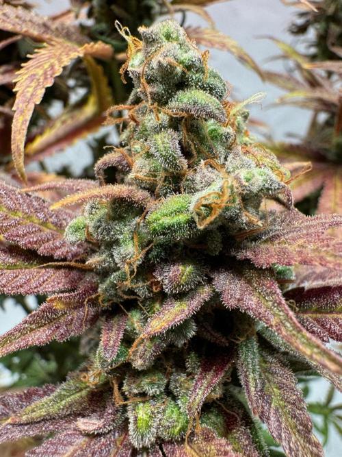 blue zushi,sensi amnesia,blue gelato 41. Week 15