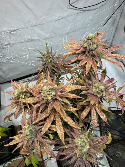 blue zushi,sensi amnesia,blue gelato 41. Week 15