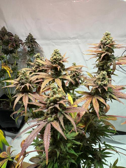 blue zushi,sensi amnesia,blue gelato 41. Week 15