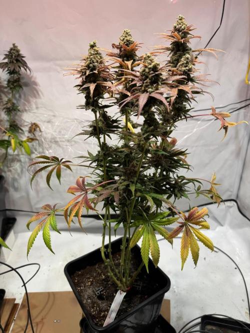 blue zushi,sensi amnesia,blue gelato 41. Week 15