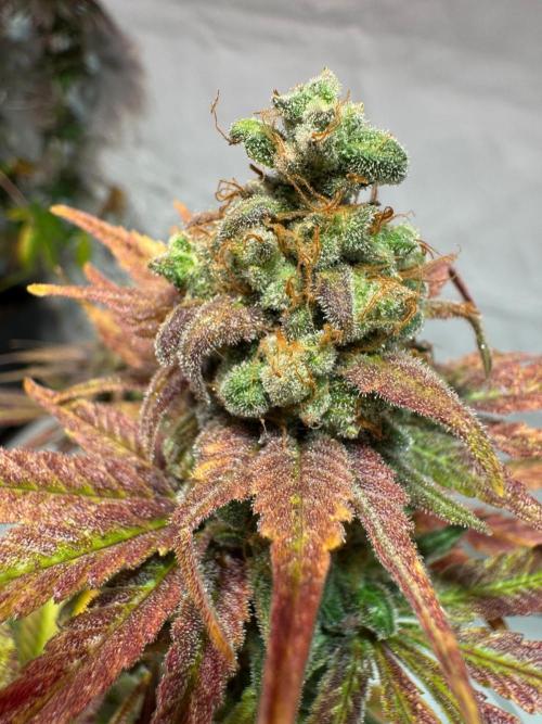 blue zushi,sensi amnesia,blue gelato 41. Week 15