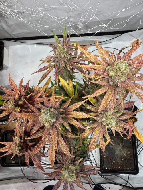 blue zushi,sensi amnesia,blue gelato 41. Week 15