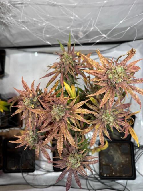 blue zushi,sensi amnesia,blue gelato 41. Week 15