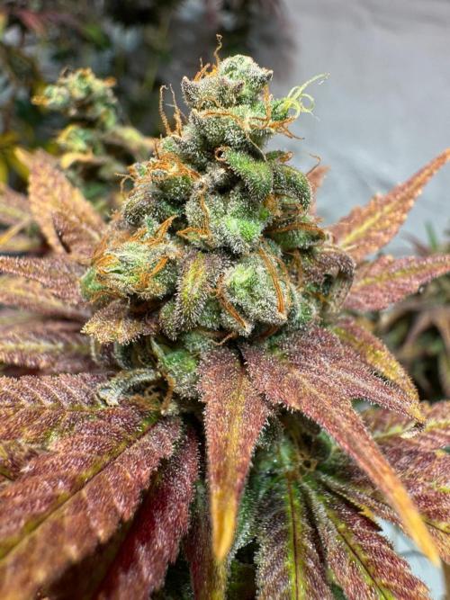 blue zushi,sensi amnesia,blue gelato 41. Week 15