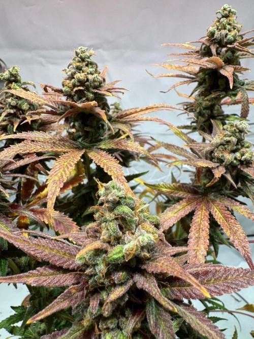 blue zushi,sensi amnesia,blue gelato 41. Week 15