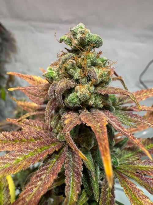 blue zushi,sensi amnesia,blue gelato 41. Week 15