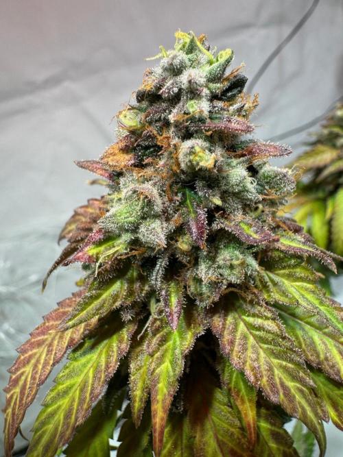 blue zushi,sensi amnesia,blue gelato 41. Week 15