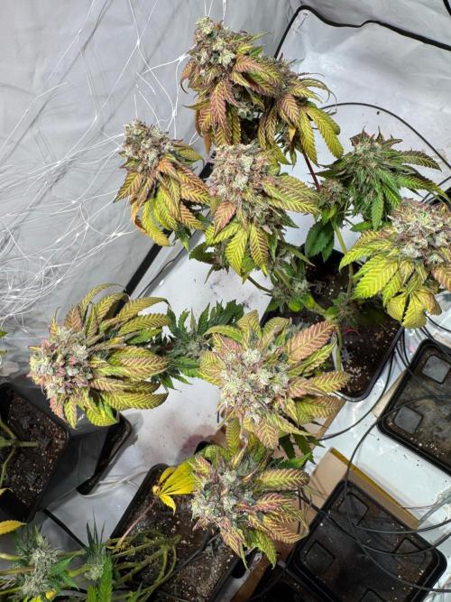 blue zushi,sensi amnesia,blue gelato 41. Week 15