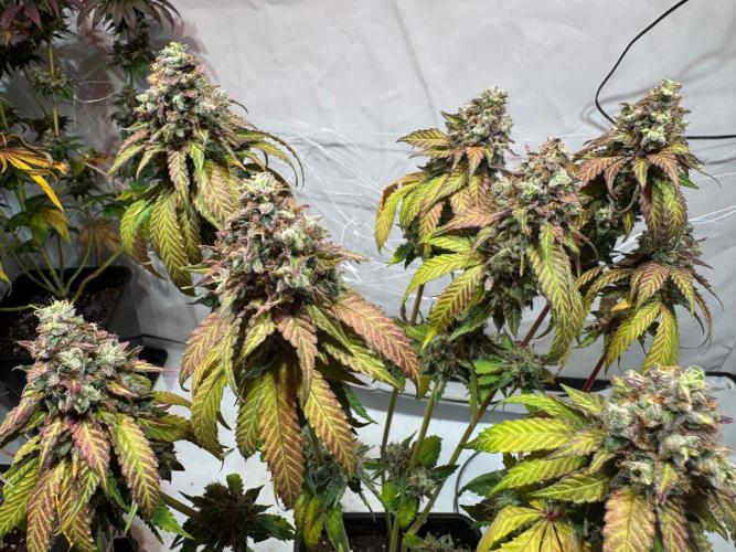 blue zushi,sensi amnesia,blue gelato 41. Week 15