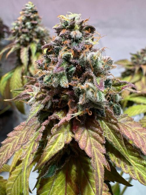 blue zushi,sensi amnesia,blue gelato 41. Week 15