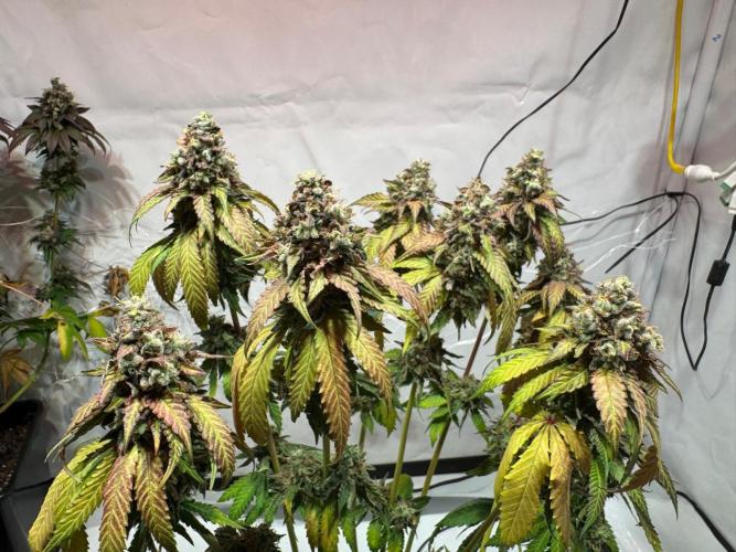 blue zushi,sensi amnesia,blue gelato 41. Week 15