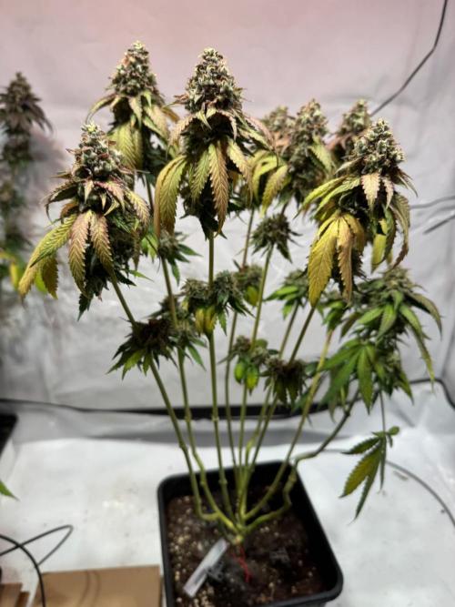 blue zushi,sensi amnesia,blue gelato 41. Week 15