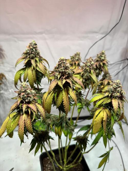 blue zushi,sensi amnesia,blue gelato 41. Week 15