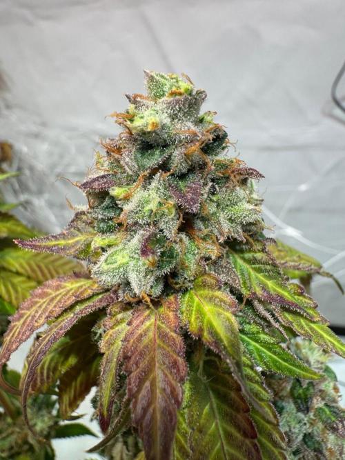 blue zushi,sensi amnesia,blue gelato 41. Week 15