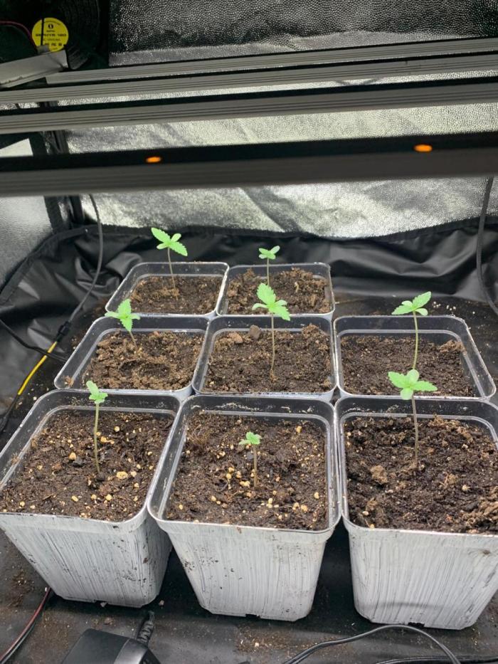 blue gelato 41, lemon cherry gelato. Week 0