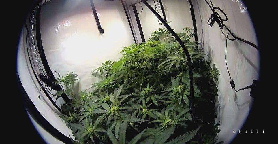 blue gelato 41, lemon cherry gelato. Week 6