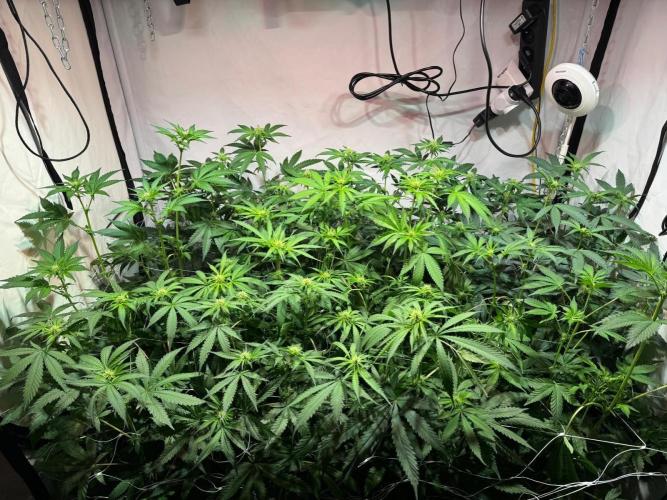 blue gelato 41, lemon cherry gelato. Week 6