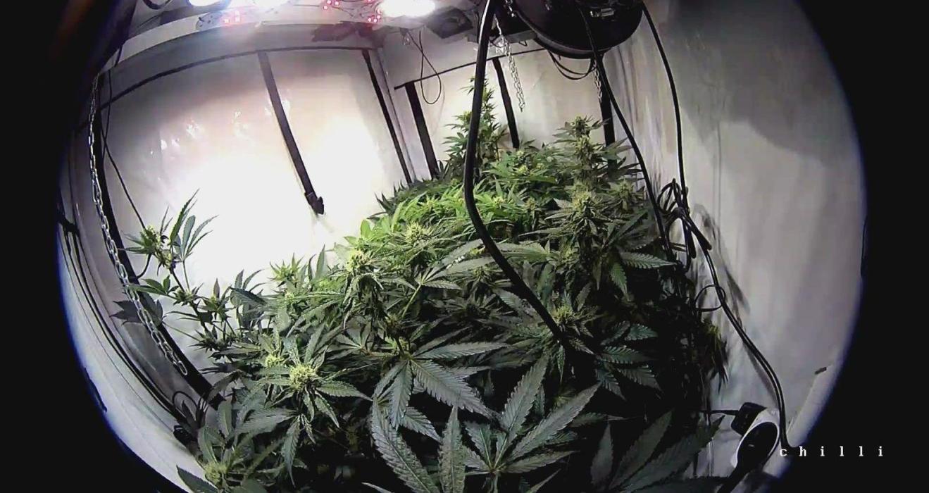 blue gelato 41, lemon cherry gelato. Week 8