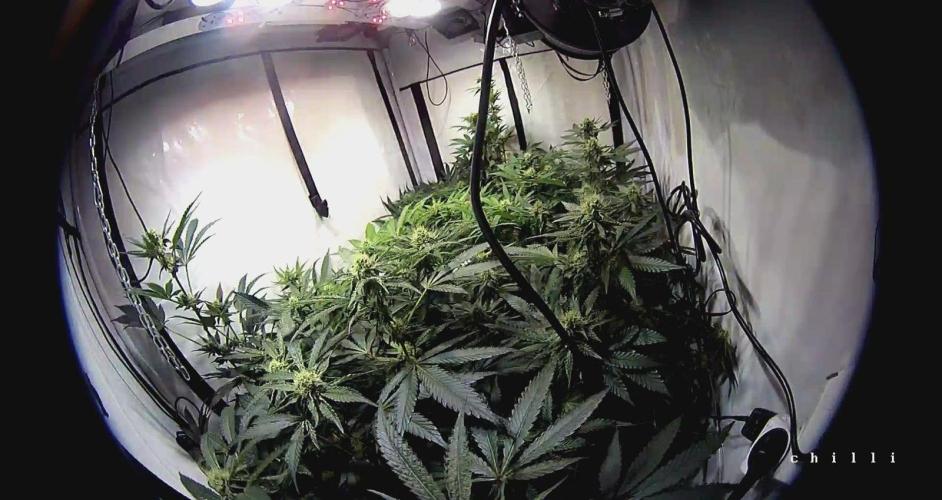 blue gelato 41, lemon cherry gelato. Week 9