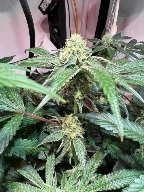 blue gelato 41, lemon cherry gelato. Week 9