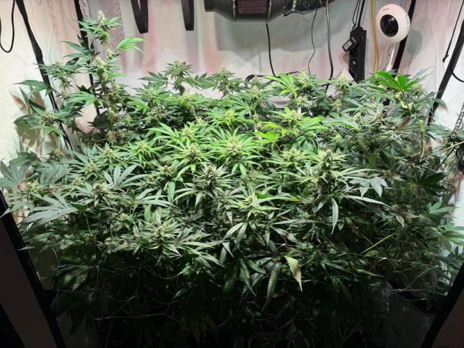 blue gelato 41, lemon cherry gelato. Week 9