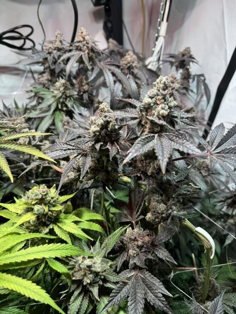 blue gelato 41, lemon cherry gelato. Week 14