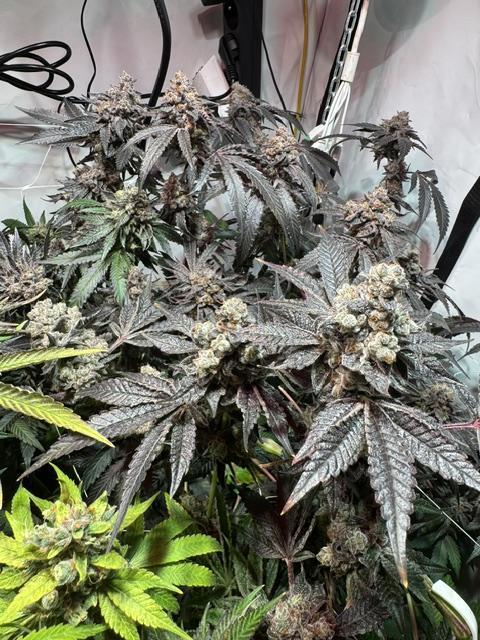 blue gelato 41, lemon cherry gelato. Week 14