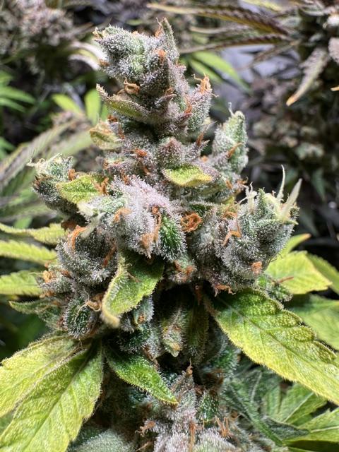 blue gelato 41, lemon cherry gelato. Week 14