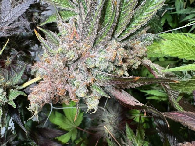 blue gelato 41, lemon cherry gelato. Week 14