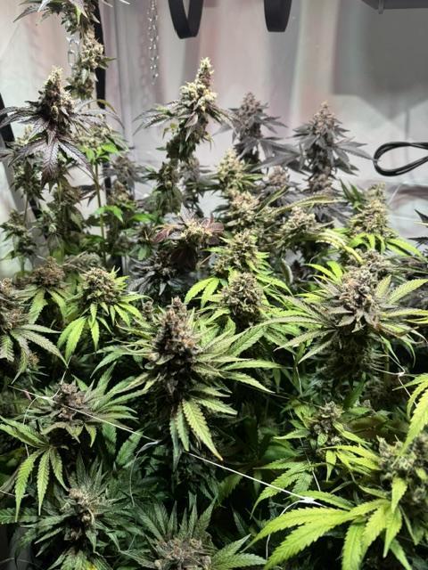 blue gelato 41, lemon cherry gelato. Week 14