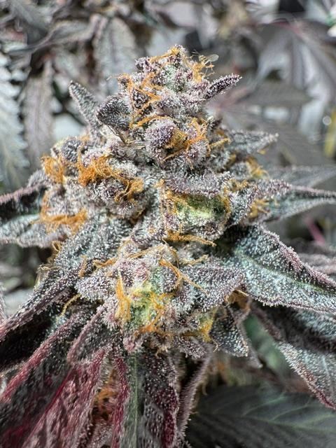 blue gelato 41, lemon cherry gelato. Week 15