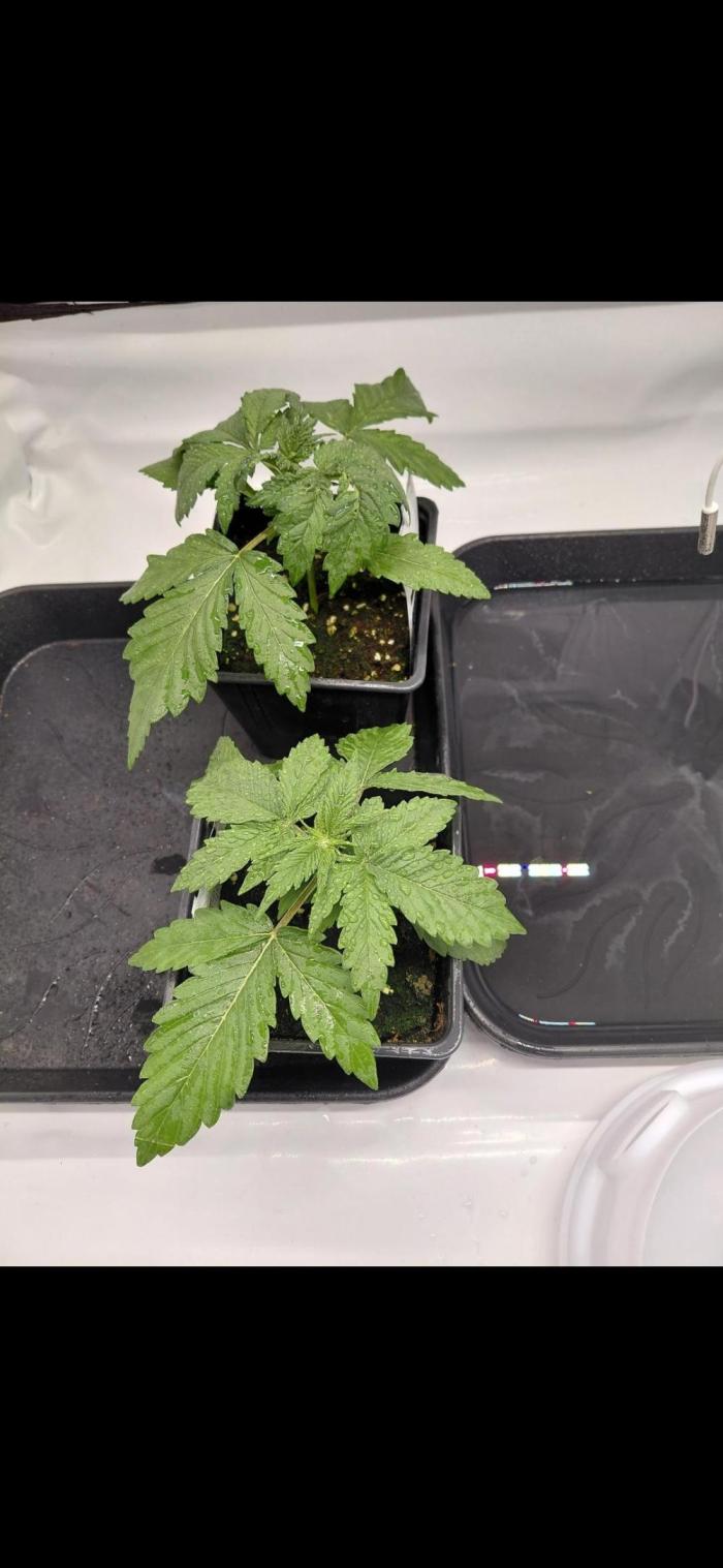 Han Solo Grow's. Week 2