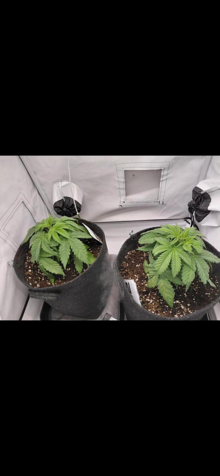 Han Solo Grow's. Week 3 -  