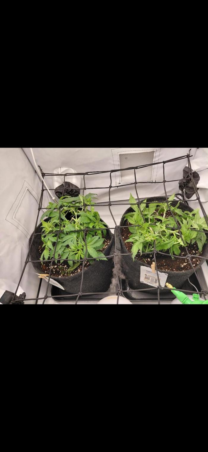 Han Solo Grow's. Week 4