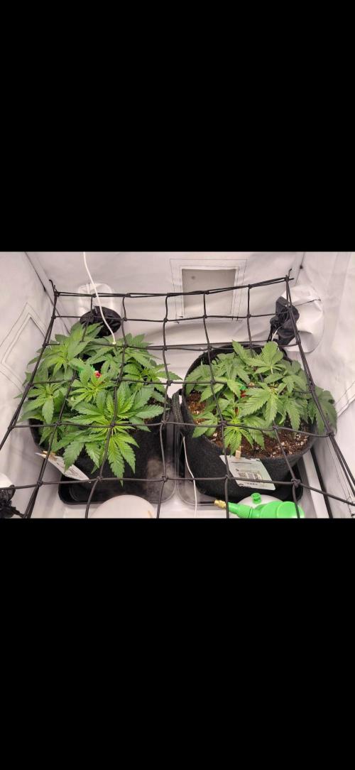 Han Solo Grow's. Week 5