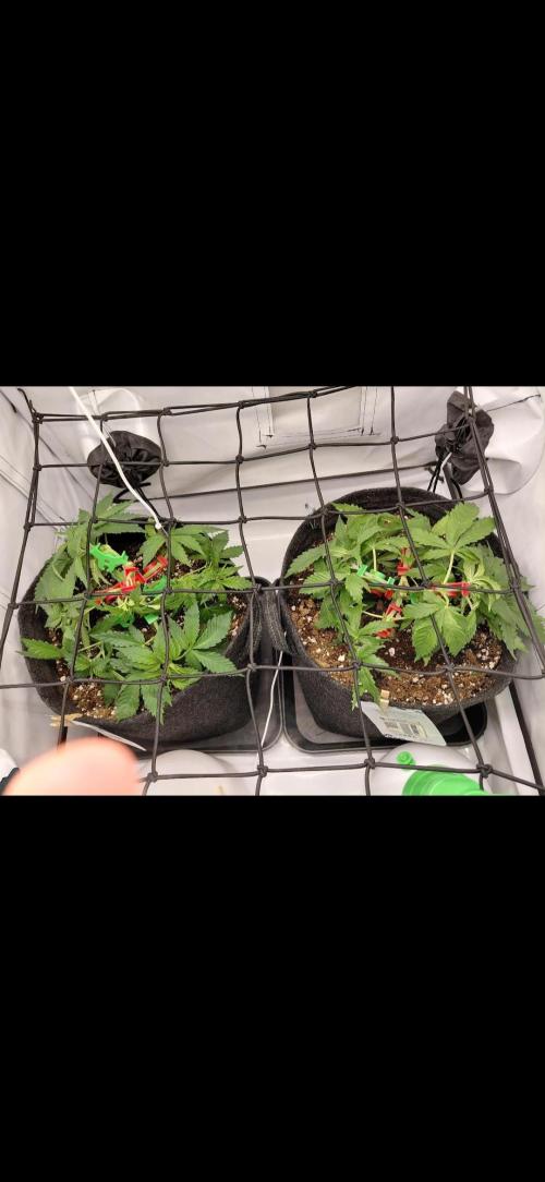 Han Solo Grow's. Week 5 - Getopped und LST Training am Tag 35