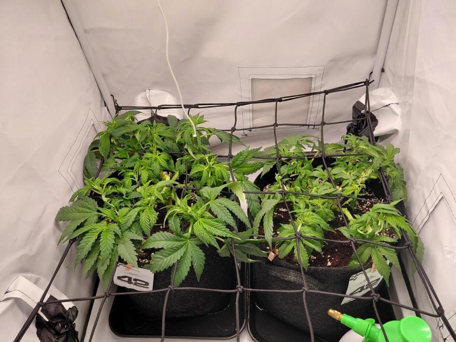 Han Solo Grow's. Week 6