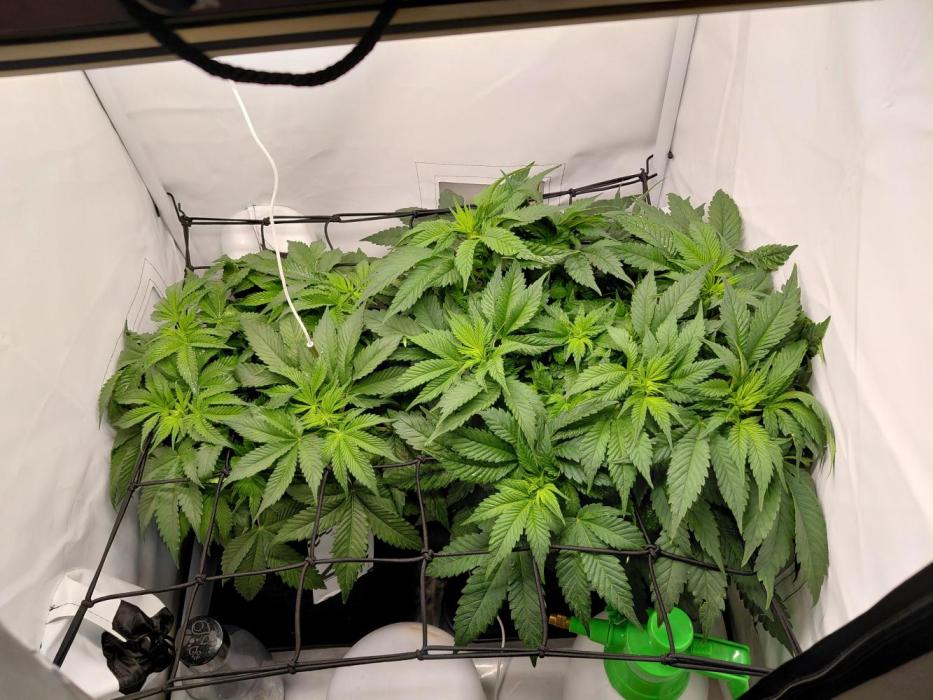 Han Solo Grow's. Week 7