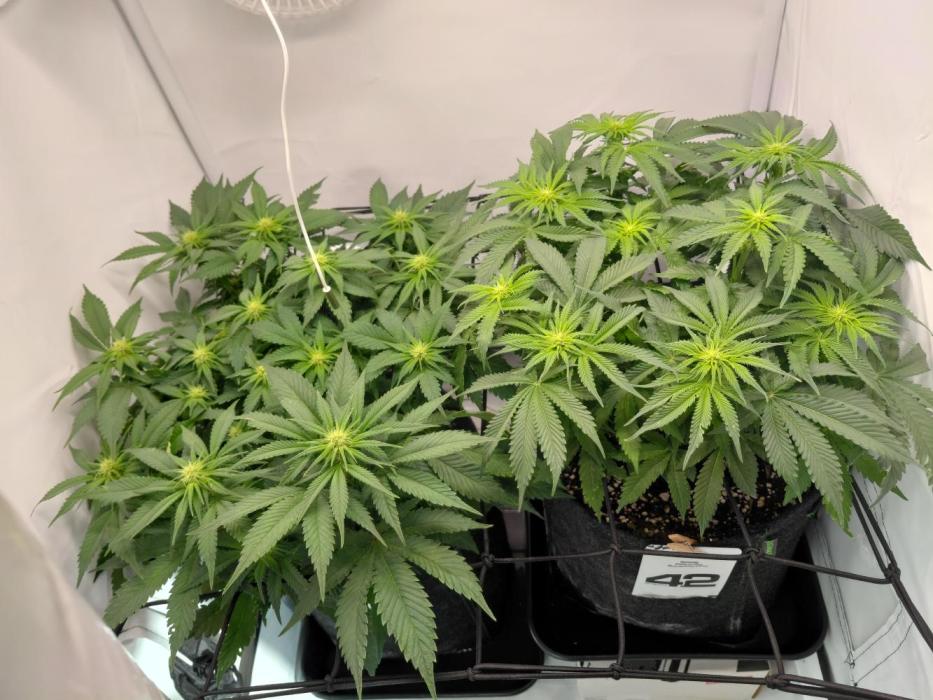 Han Solo Grow's. Week 8